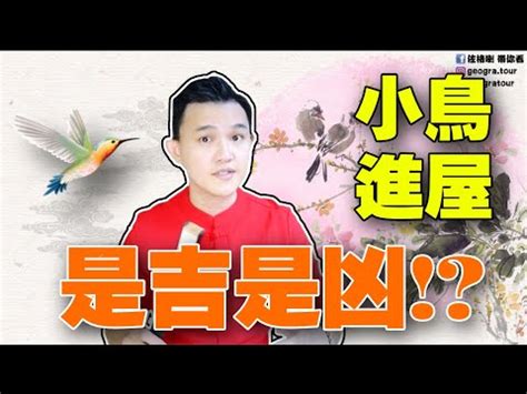 小鳥入屋|【鳥飛進家裡】家有喜事來了！鳥飛進家裡預示著什麼吉凶？